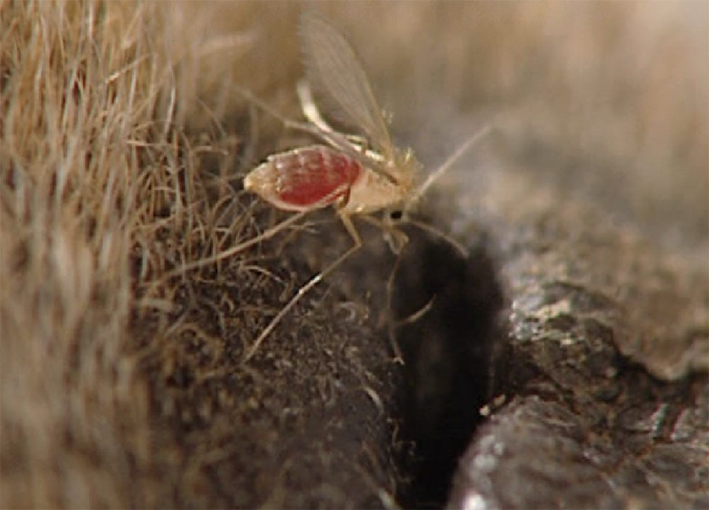 Etiology and Epidemiology (Distribution, Transmission)