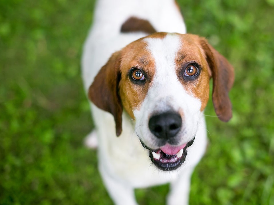 Clinical staging, Treatment and Prognosis